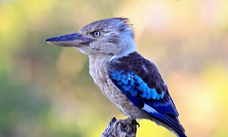 Blue-winged kookaburra